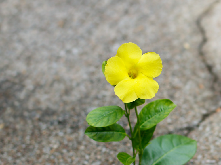 A flower growing through a crack in the ground.